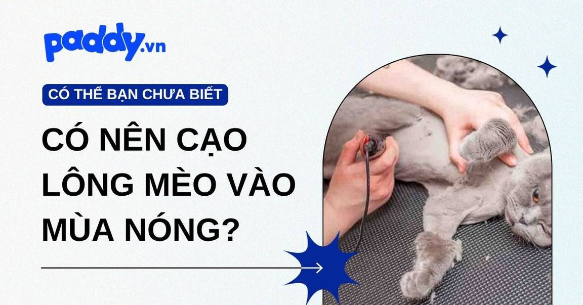 Có nên cạo lông mèo vào mùa nóng không?