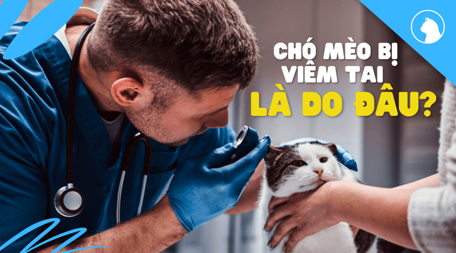 Viêm Tai Ở Chó Mèo Và Cách Phòng Ngừa Bệnh Hiệu Quả