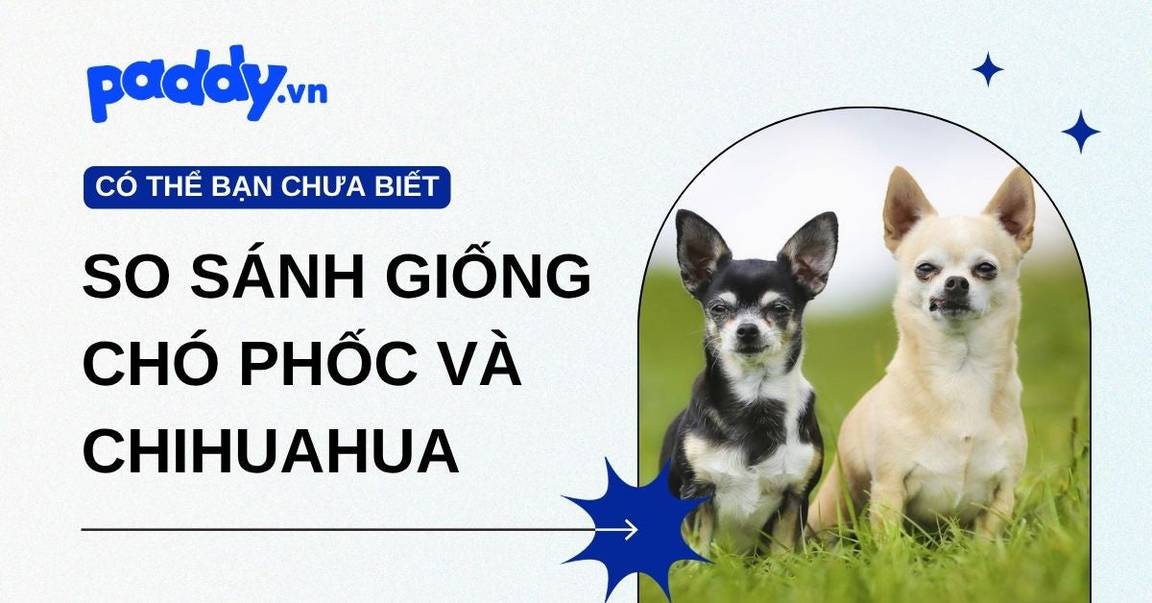 Tìm hiểu giống chó Phốc và so sánh với Chihuahua: Nên chọn giống nào?
