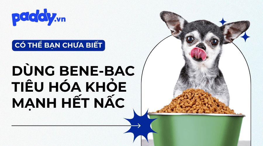Men Tiêu Hóa Bene-bac (Dạng Bột & Gel): Thông Tin Và Cách Sử Dụng