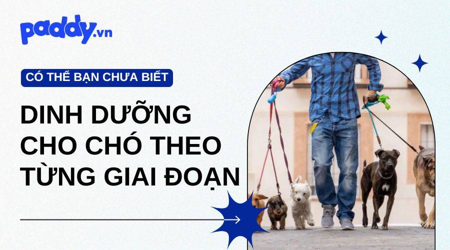 Nhu Cầu Dinh Dưỡng Của Chó Theo Từng Giai Đoạn