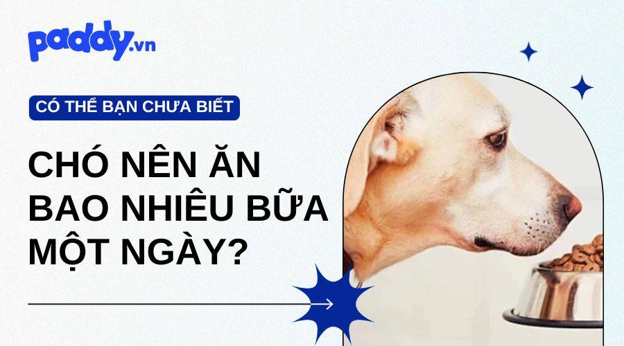 Chó Nên Ăn Bao Nhiêu Bữa Một Ngày?