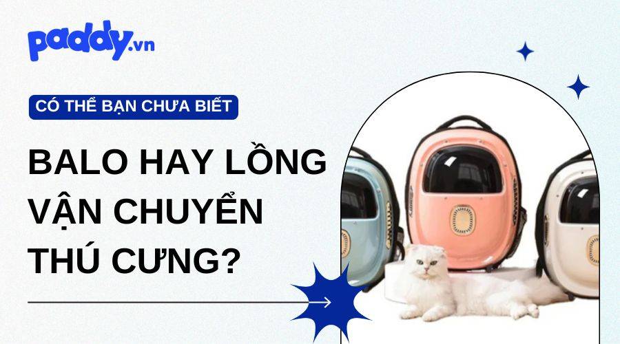Nên Chọn Balo Hay Lồng Vận Chuyển Khi Đưa Thú Cưng Đi Chơi Xa?