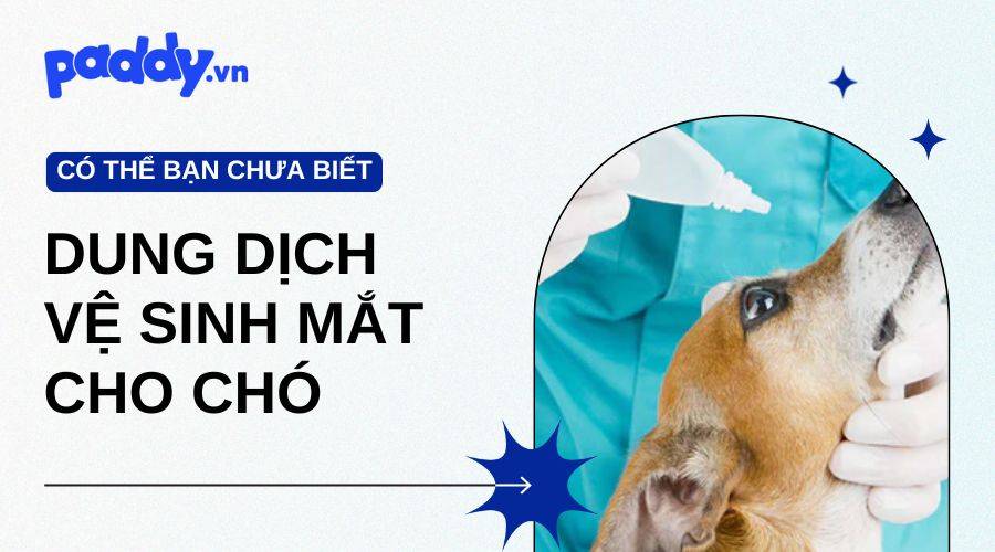 Tham Khảo Cách Vệ Sinh Mắt Cho Chó Với Dung Dịch Vệ Sinh Mắt An Toàn Nhất