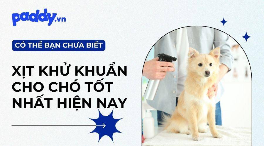Top 8 sản phẩm xịt khử mùi diệt khuẩn cho chó tốt nhất hiện nay