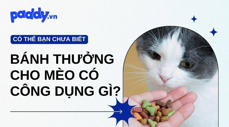Bánh Thưởng Cho Mèo Mang Lại Những Công Dụng Vượt Trội Gì?