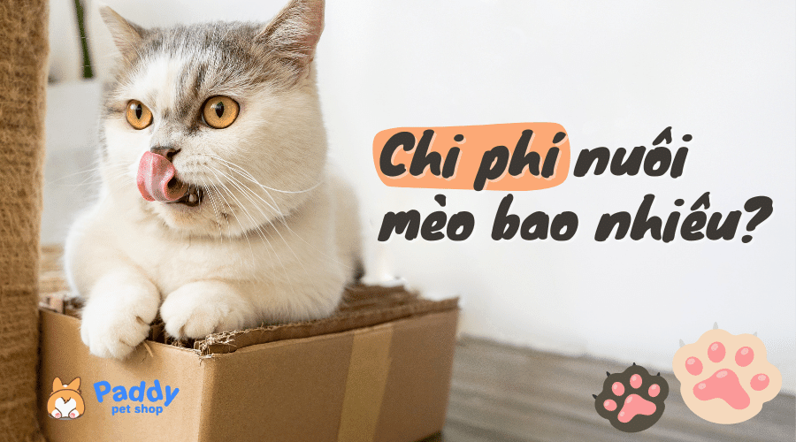 Giải đáp: Chi phí nuôi mèo hàng tháng cần bao nhiêu?