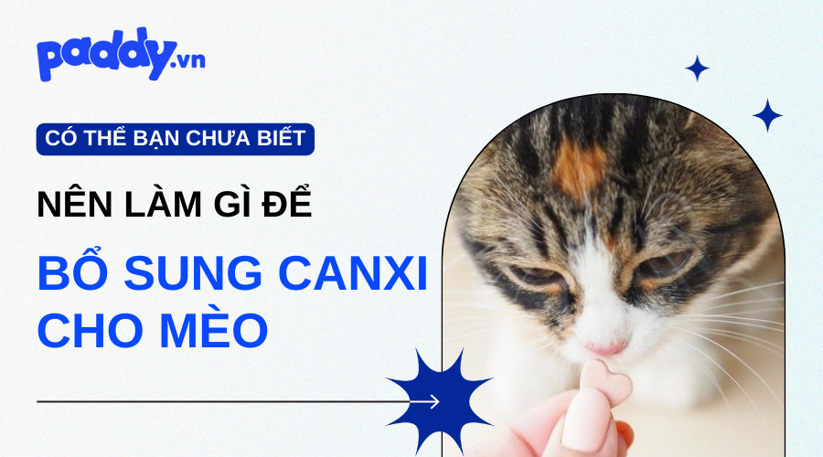 Cách Bổ Sung Canxi Cho Mèo Con Và Mèo Trưởng Thành