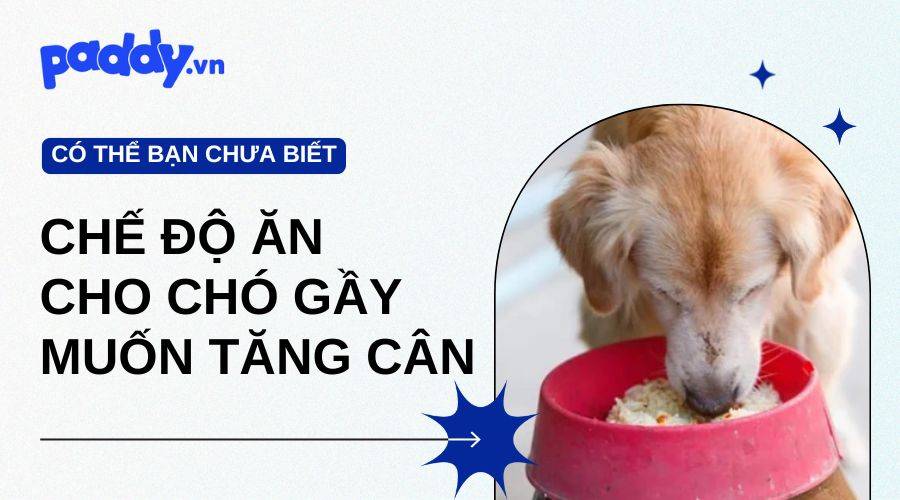 Chế Độ Ăn Cho Chó Gầy Muốn Tăng Cân