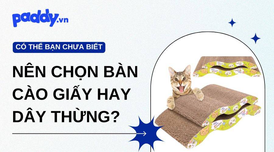 Nên Chọn Bàn Cào Giấy Hay Dây Thừng?