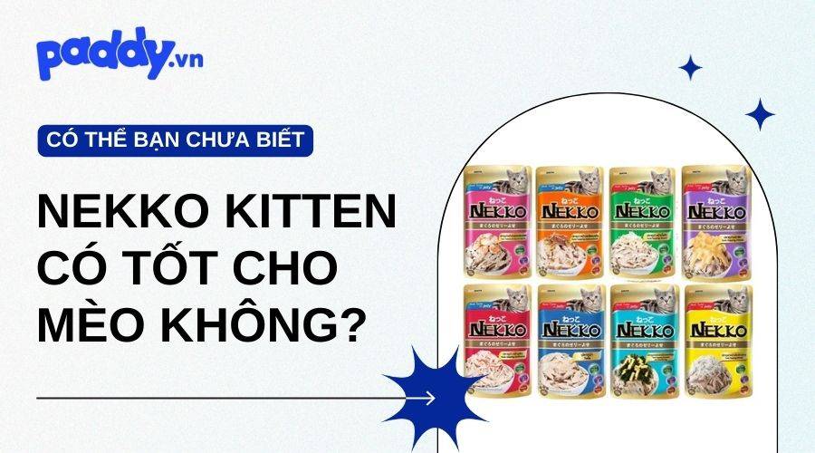 Pate Nekko Kitten Có Thật Sự Tốt Cho Mèo Không?