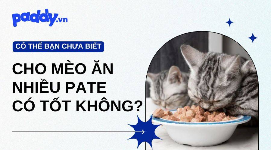 Mèo Ăn Nhiều Pate Có Tốt Không?