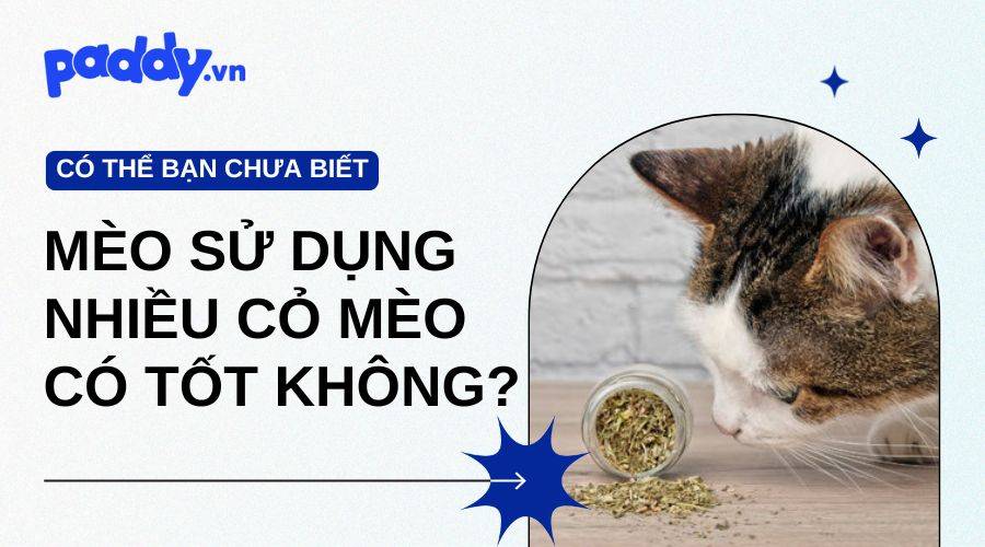 Mèo Sử Dụng Nhiều Cỏ Mèo Có Tốt Không?