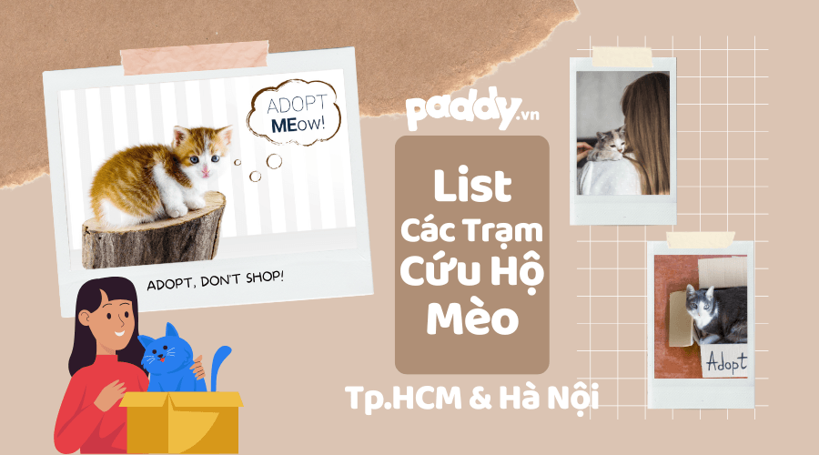 Các Trạm Cứu Hộ Mèo Lang Thang