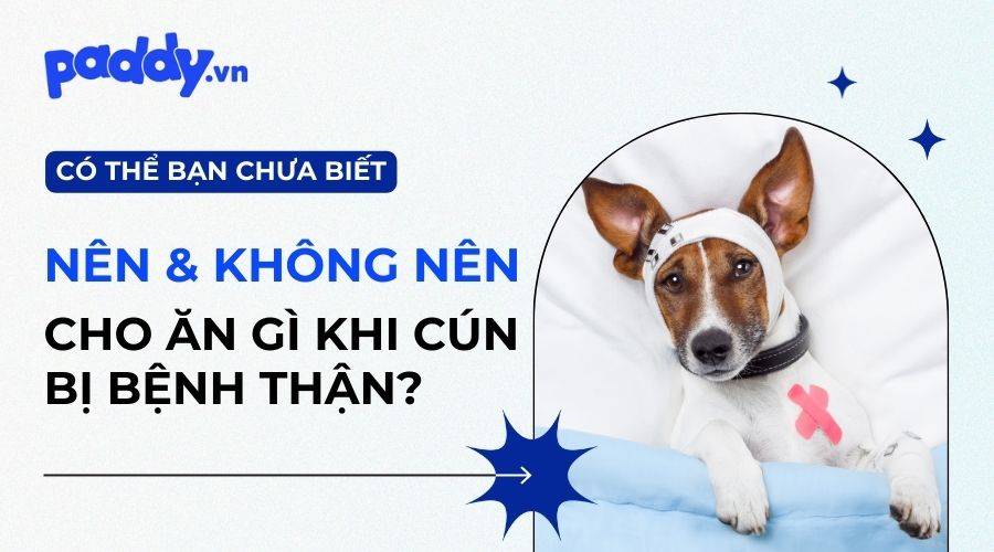 Chế Độ Dinh Dưỡng Hợp Lý Đối Với Bệnh Thận Ở Chó