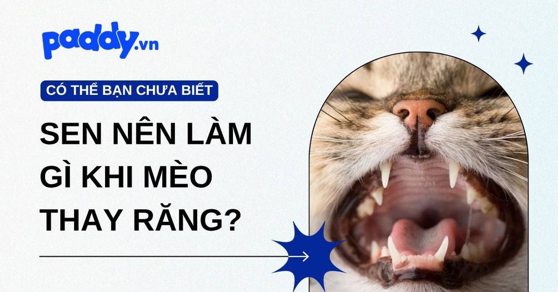 Mèo thay răng khi nào? Hướng dẫn đầy đủ và chi tiết cho Sen