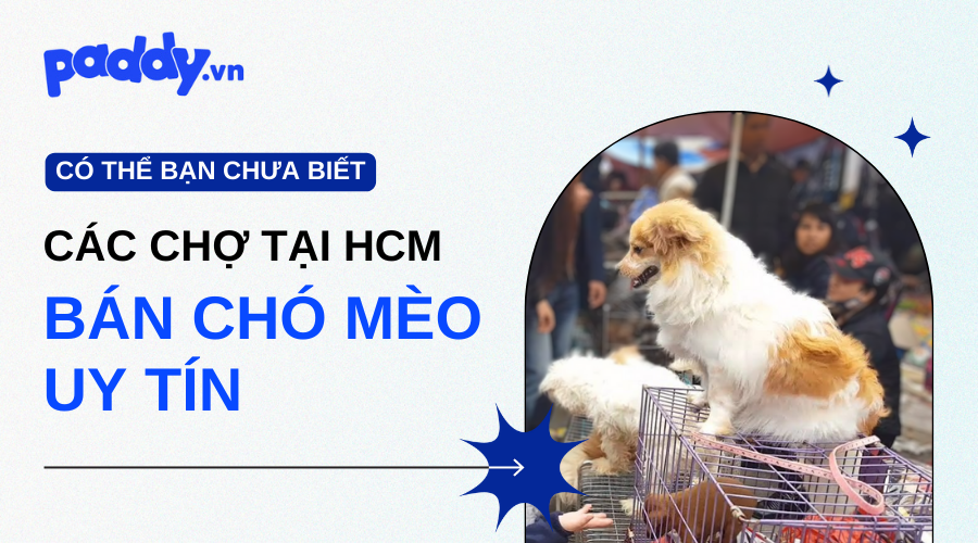 Chợ Bán Chó Mèo Uy Tín Tại Sài Gòn