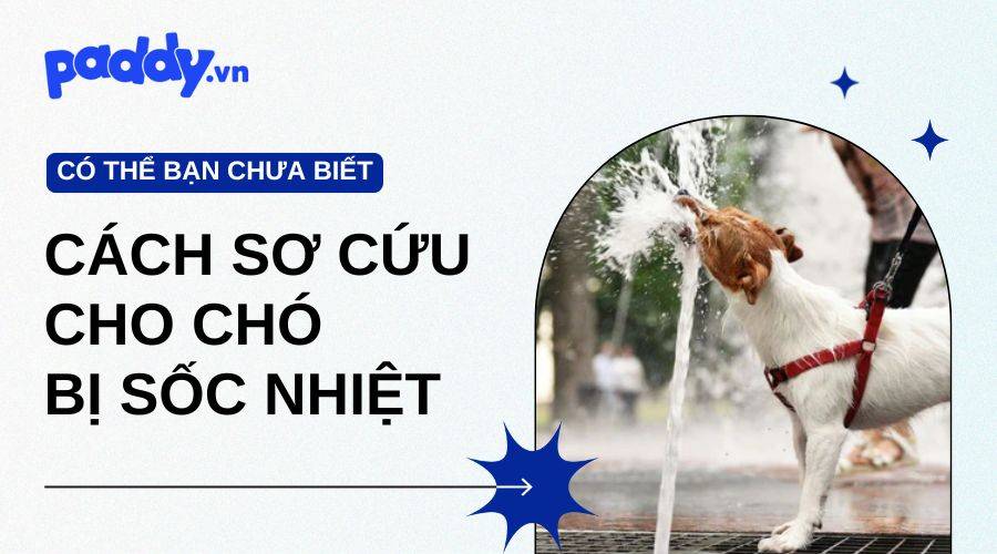 Cách Sơ Cứu Cho Chó Bị Sốc Nhiệt