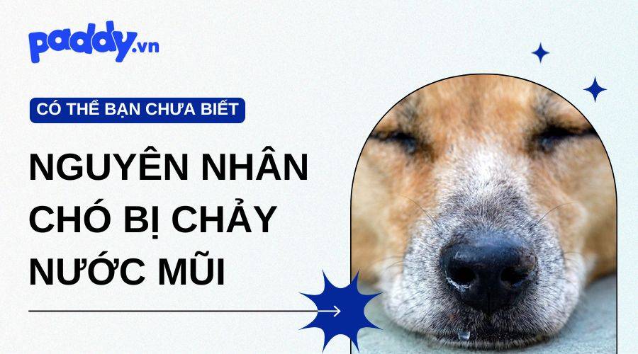 Tổng Hợp Các Nguyên Nhân Chó Bị Chảy Nước Mũi