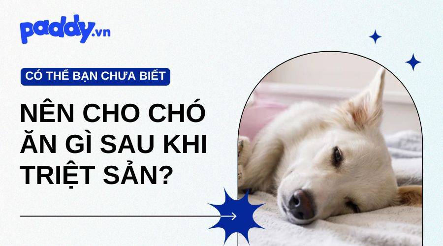 Chó Ăn Gì Sau Khi Triệt Sản?