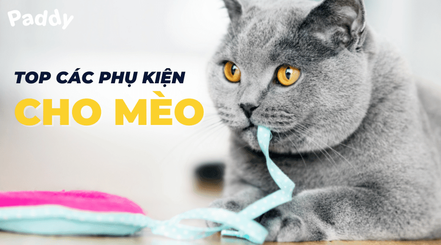Mua online phụ kiện cho mèo giá tốt tại Tp. Hồ Chí Minh