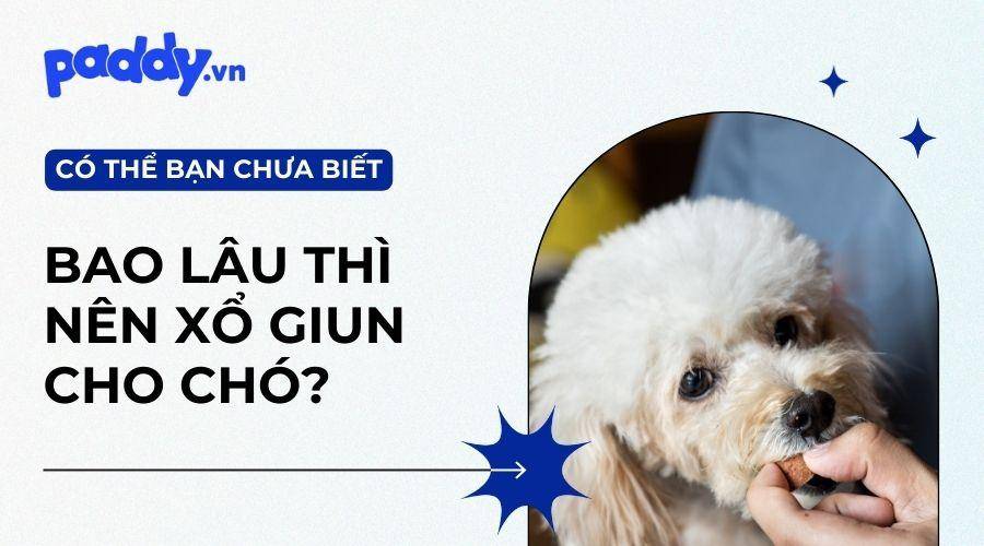 Nên Xổ Giun Cho Chó Bao Lâu Một Lần?