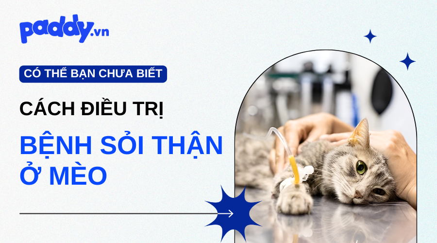 Tại Sao Mèo Bị Sỏi Thận Và Cách Điều Trị?
