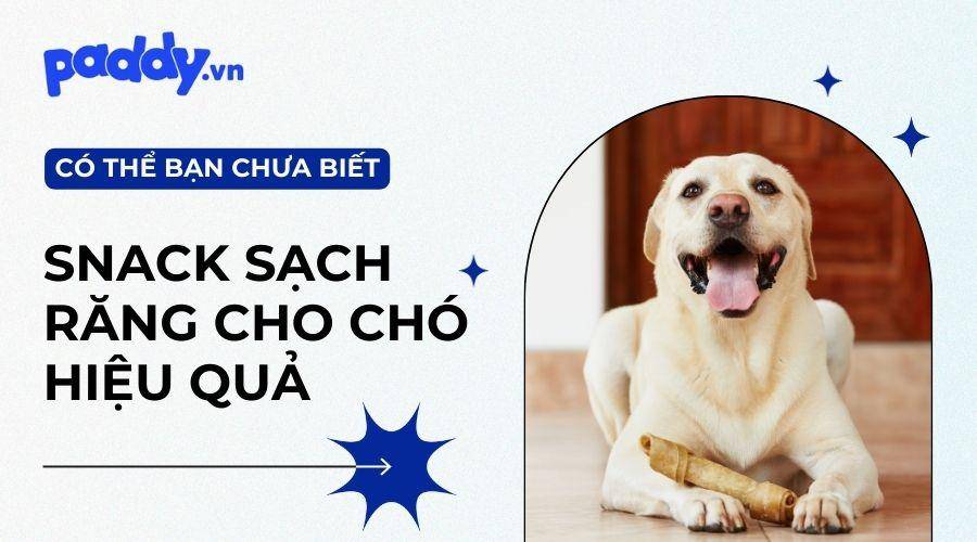 Top 12 xương gặm cho chó bổ sung canxi, sạch răng, thơm miệng