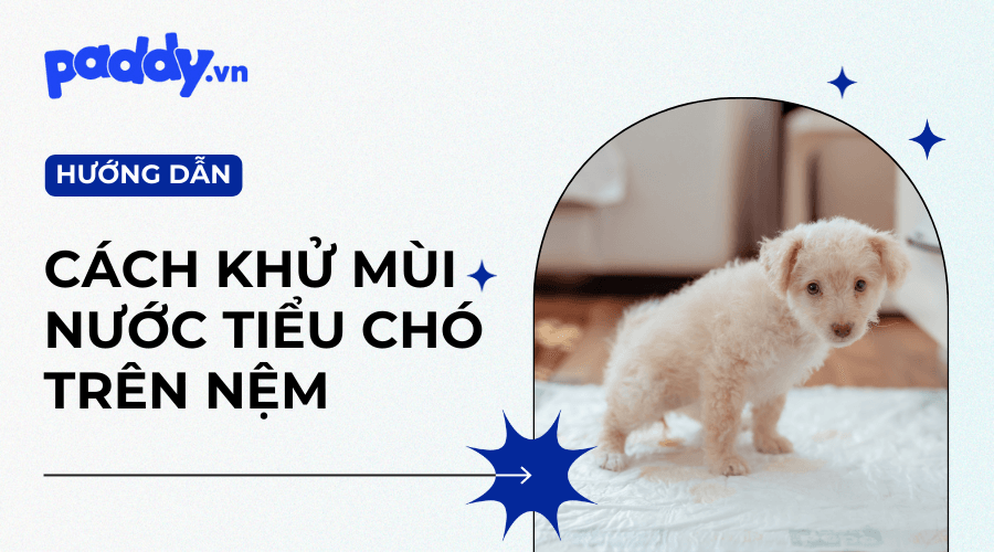 Cách Khử Mùi Nước Tiểu Chó Trên Nệm Sạch Sẽ