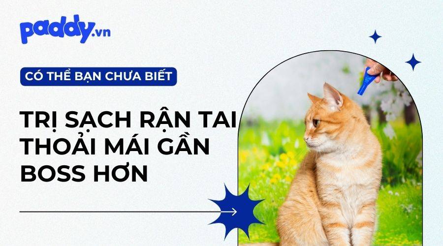 Những Nguyên Nhân Chính Dẫn Đến Rận Tai Ở Mèo