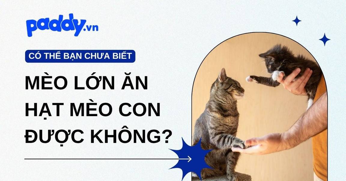 Mèo trưởng thành ăn hạt mèo con được không?