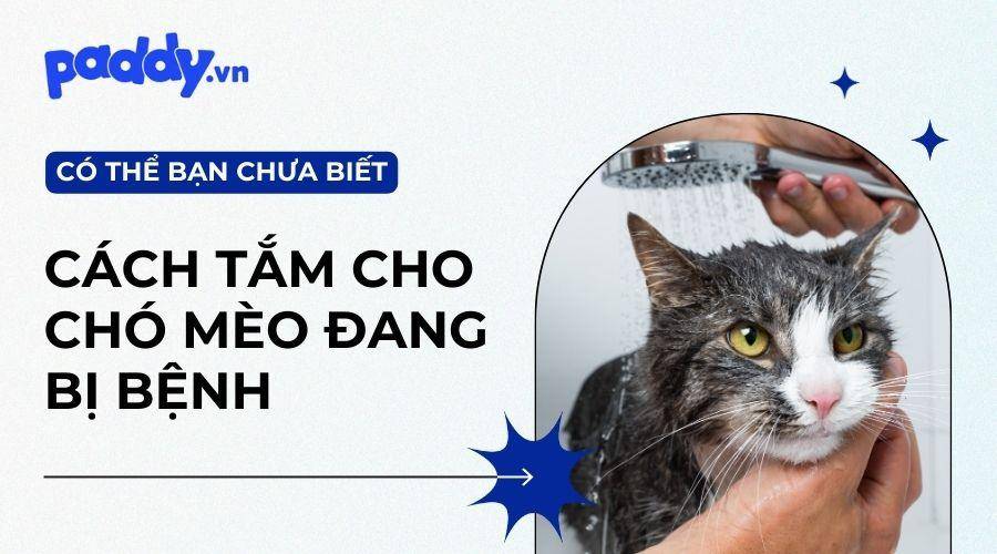 Làm Sao Để Tắm Chó Mèo Đang Bị Bệnh?