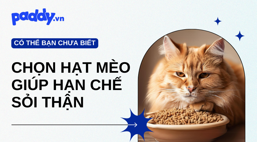 Cách chọn mua hạt cho mèo chính hãng, hạn chế sỏi thận