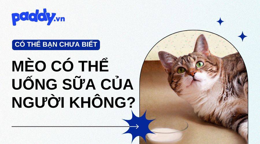 Có Nên Cho Mèo Uống Sữa Của Người Hay Không?