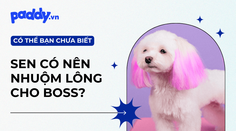 Có Nên Nhuộm Lông Cho Thú Cưng Hay Không?