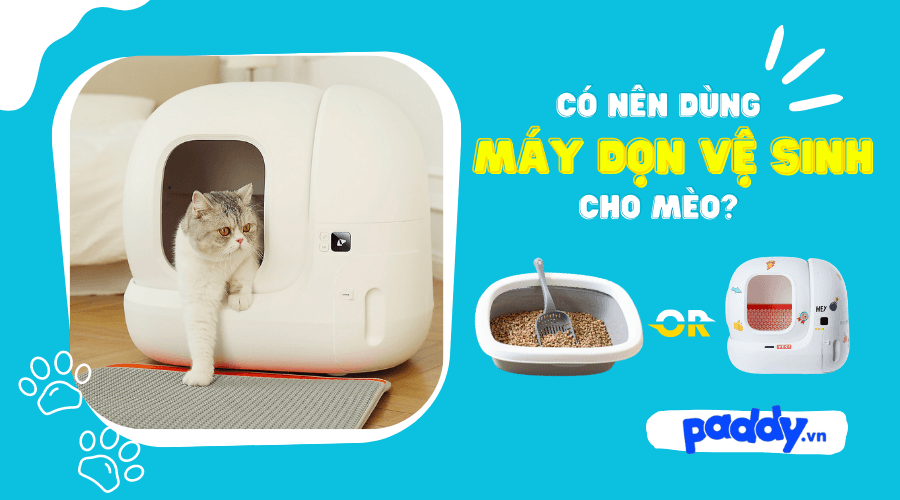 Có nên dùng máy dọn vệ sinh cho mèo?