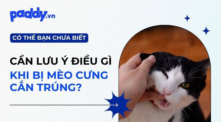 Bị Mèo Cắn Có Sao Không?