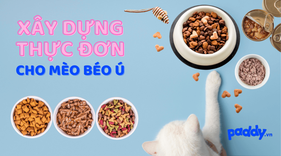 Lưu Ý Khi Xây Dựng Thực Đơn Cho Mèo Béo Lên