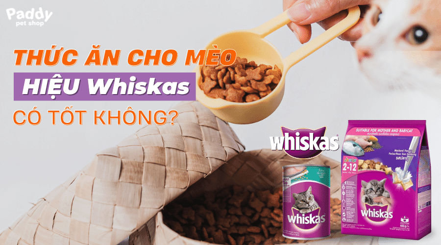Thức ăn hạt cho mèo Whiskas có tốt không? Mua ở đâu chính hãng?