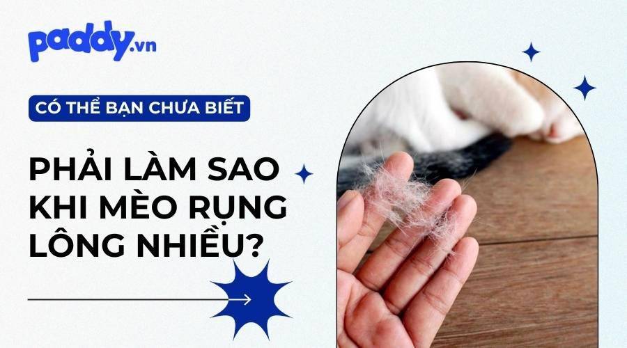Mèo Bị Rụng Lông - Nguyên Nhân Và Cách Điều Trị