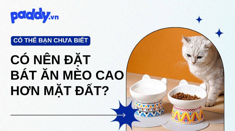 Vì Sao Nên Đặt Bát Ăn Cho Mèo Cao Hơn Mặt Đất?
