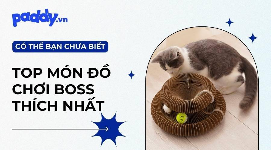 Top 10 Món Đồ Chơi Mèo Yêu Thích Nhất