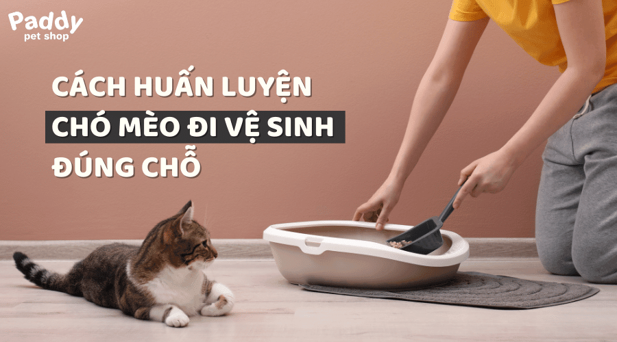 Hướng dẫn cách huấn luyện chó mèo đi vệ sinh đúng chỗ từ chuyên gia
