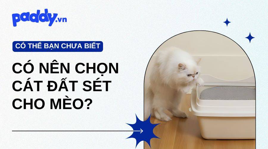 Vì Sao Nên Chọn Cát Đất Sét Cho Mèo?