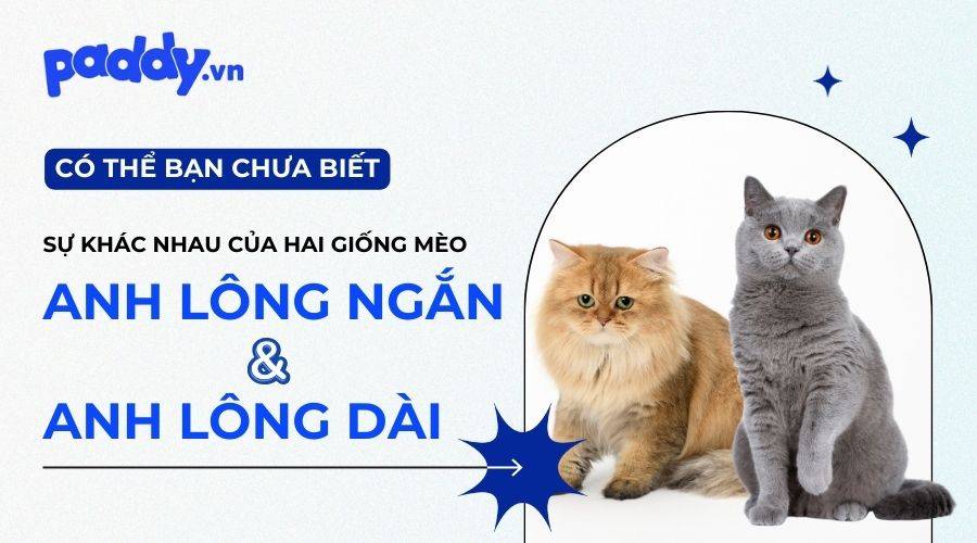 So Sánh Mèo Anh Lông Ngắn & Mèo Anh Lông Dài