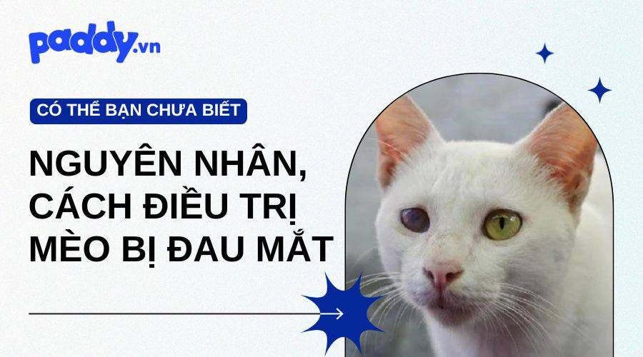 Nguyên Nhân Nào Khiến Mèo Bị Đau Mắt Và Cách Điều Trị Hiệu Quả Nhất