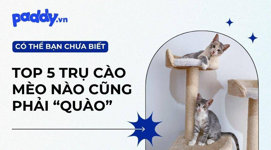 Top 5 Loại Nhà Cây Cho Mèo Mà Các Sen Không Nên Bỏ Qua