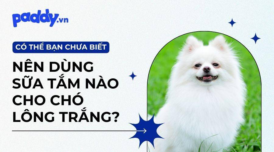 Top 7 Sữa Tắm Dành Riêng Cho Chó Lông Trắng