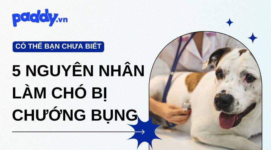 5 nguyên nhân làm chó bị chướng bụng