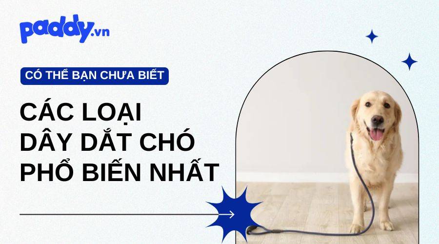 Các Loại Dây Dắt Chó Phổ Biến Nhất